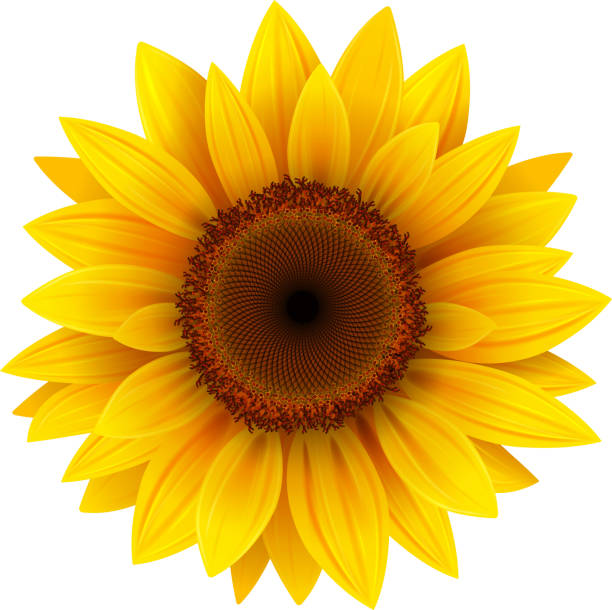 Close-up yellow sunflower